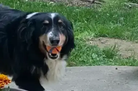 Lost male dog, North Kivett Road, Monrovia - try-colored collie/shepard - photo