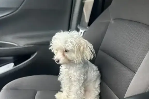 Lost female dog, Turnbull Road, Fayetteville - white and tan, very energetic - photo