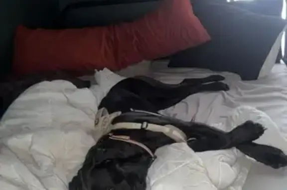 Lost female dog, Julie Avenue, 809, Hominy, Dallas - all black with white patch - photo