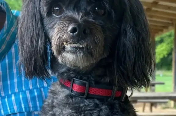 Lost male dog, Sheetz on Bill Truck Hwy, South Boston - photo