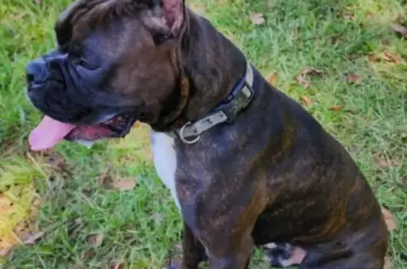 Lost male dog, Dallas Drive, Thomaston - Reverse Brindle with black mask - photo