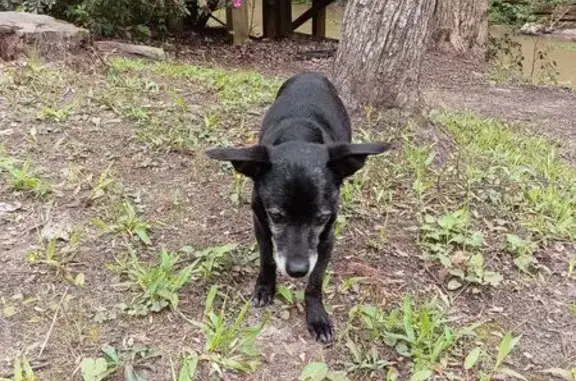 Found dog Westminster, photo: Found female dog, Cobb Bridge Road, Westminster - black with gray around mouth
