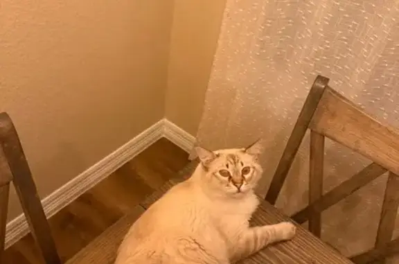 Lost male cat, Coriander Road, Arlington - white Balinese with blue eyes - photo