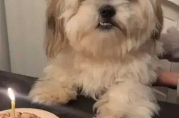 Missing dog Albertville, photo: Lost male dog, Albertville, Alabama - white with long hair