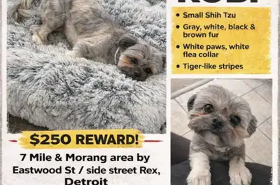 Lost male dog, Eastwood Street, Detroit - Shih Tzu with flea collar - photo