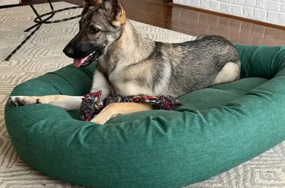 Lost female dog, Chapel Hill, North Carolina - tan and black Belgian/German shepherd - photo