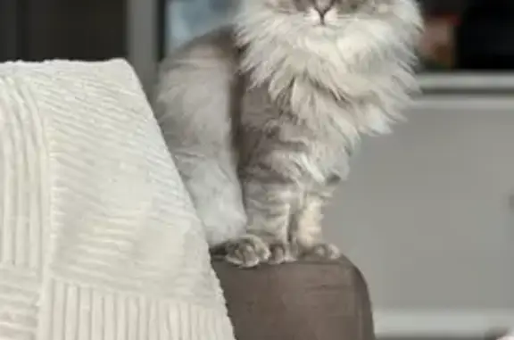 Lost female cat, East Main Street, New Albany - orange collar with bell - photo