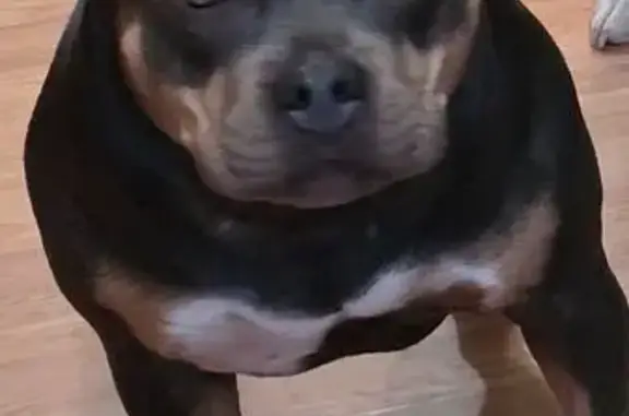 Lost female dog, Buxton Avenue, Granite City - black tri bully - photo