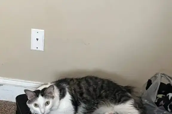 Lost male cat, Jacksonville - white with spotted tabby markings - photo