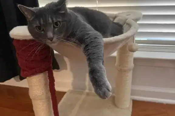 Lost female cat, Bankside Way, Peachtree Corners - June is the sweetest girl - photo