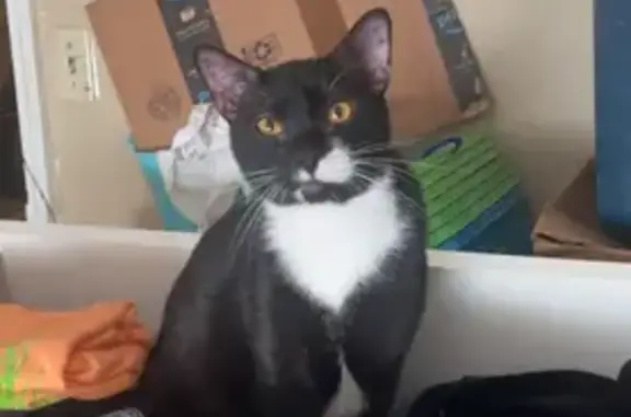 Lost male cat, Beach Boulevard, Jacksonville - black and white with a half white mustache - photo