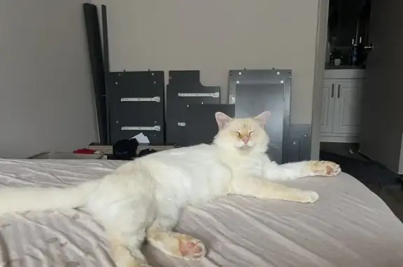 Lost male cat, Beach Boulevard, Jacksonville - white with orange on face - photo