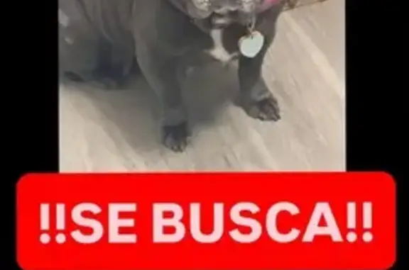 Missing dog Arlington, photo: Lost Dog, Hollywood, Florida - Female Bulldog Frances