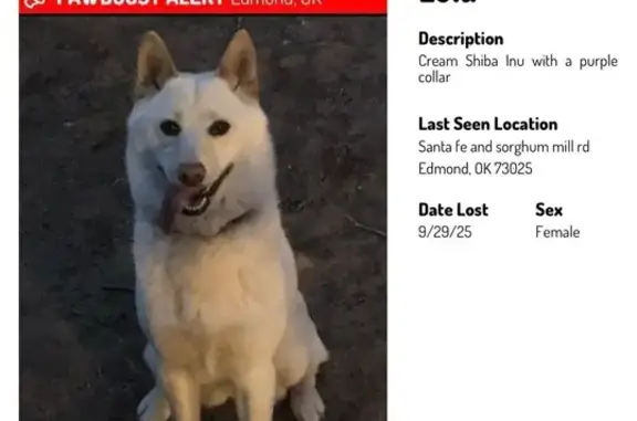 Lost female dog, Bobwhite Trail, Edmond - white/cream Shiba Inu - photo
