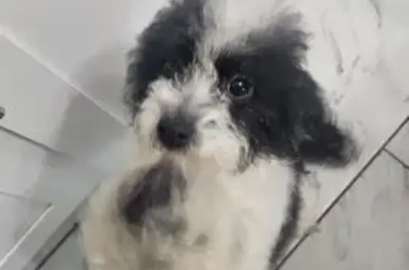 Lost female dog, South 50th Avenue, Cicero - black and white mixed paddle - photo