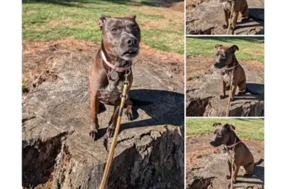 Lost female dog, Manor Ridge Drive, Lancaster - dark brown Lab Retriever mix - photo
