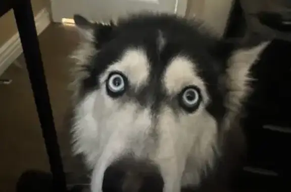 Lost dog, West Orange Drive, Glendale - female - photo