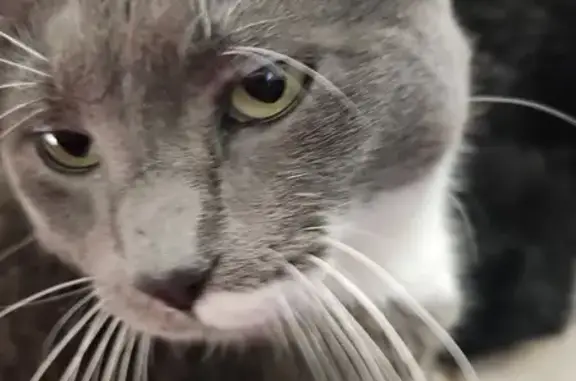 Missing cat Arlington, photo: Lost male cat, Pine Circle, 1332, Arlington - gray and white polydactyl