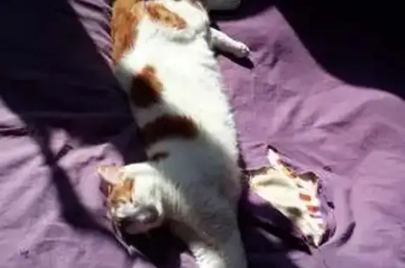 Animaux perdus Paris, photo: Chat perdu, Rue d'Anvers, 46, Lyon - homme, yeux clairs