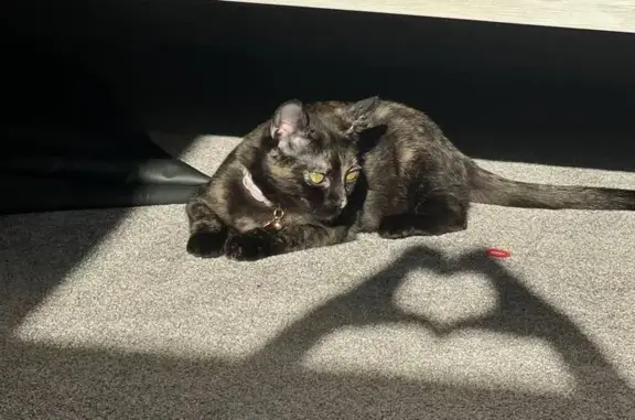 Lost female cat, Via Corzo, 4580, Yorba Linda - left backyard at night - photo