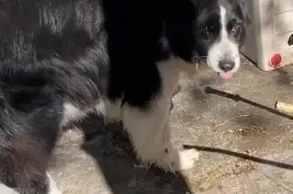 Chien perdu Vivonne, photo : Perdu chien femelle, Route de Danlot, 14, Vivonne - border collie avec collier vert