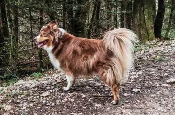 Animaux perdus Gaillard, photo: Perdu Chien, Avenue du Salève, Bons-en-Chablais - chienne à poils longs, rousse et blanche