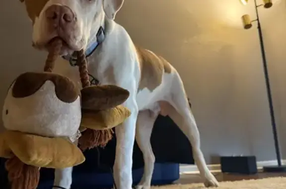 Missing dog Keene, photo: Lost male dog, East Oakdale Street, 511, Keene - white with tan spots