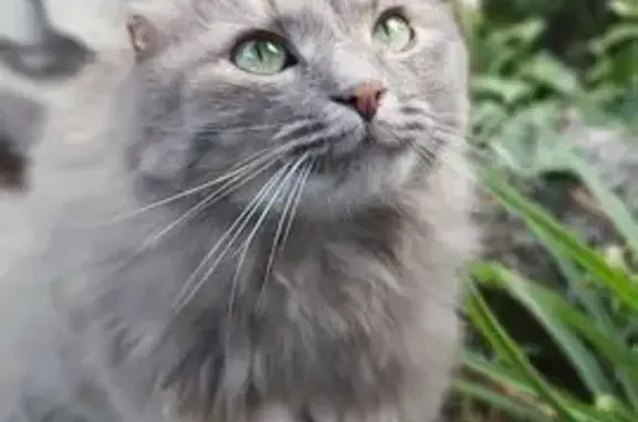 Зникла кішка, вулиця Героїв Базару, Житомир - сіра, звати Тома - photo