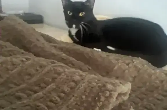 Lost pets Hougang, photo: Lost female cat, Bukit Batok West Avenue 6, Singapore - black tuxedo, very small