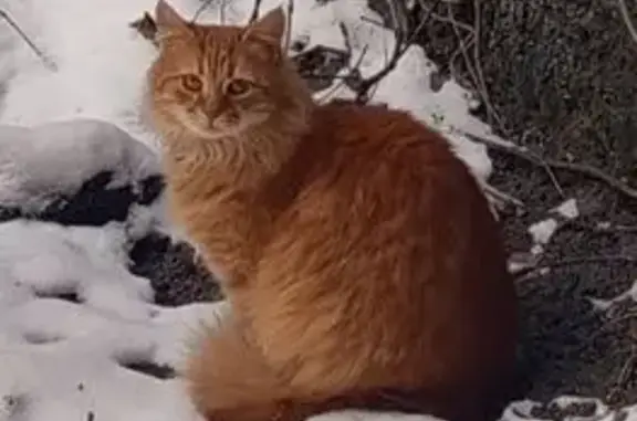 Зник кішка, проспект Валерія Лобановського, Київ - рудий окрас, руді очі - photo