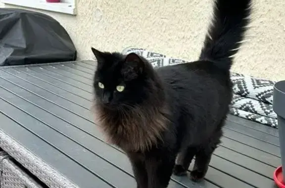 Perdu chat noir, Impasse de Rault, Basse-Goulaine, Paris - tache blanche sous le ventre - photo