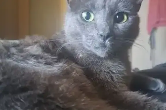 Lost female cat, Carol Crescent, Adelaide - indoor Burmese x - photo