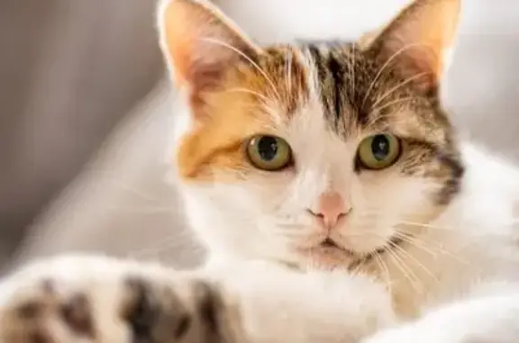 Perdu Chat femelle, Rue Moiret, 3, Bougainville, Quevauvillers - chatte tricolore - photo