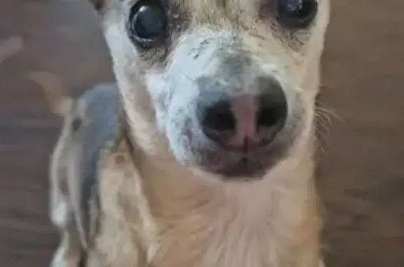 Lost male dog, Rose Road, Arlington - blind chihuahua - photo