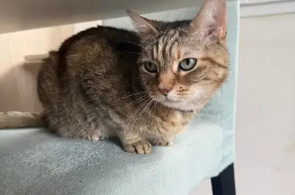 Animaux perdus Saint-Béron, photo: Chat perdu, Chemin de la Déserte, 107, Saint-Béron, Lyon - chatte tigrée avec collier marron