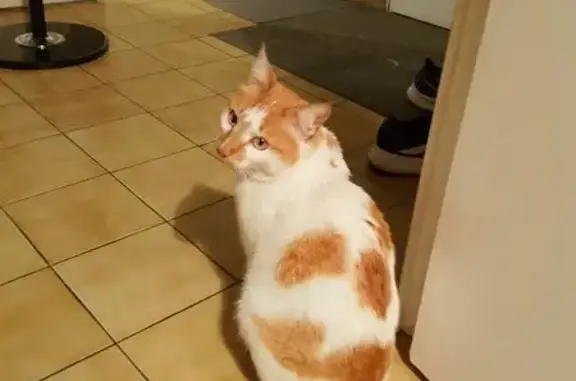 Chat trouvé Nantes, photo: Trouvé Chat femme, Rue du Landreau, Nantes - léger strabisme