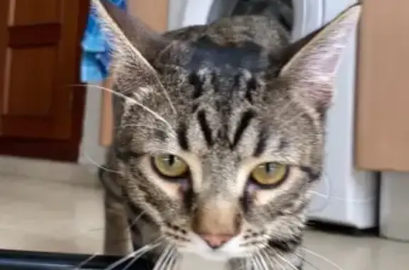 Perdido gato masculino, Divina Enfermera, 4, Sevilla - tímido pero amable - photo