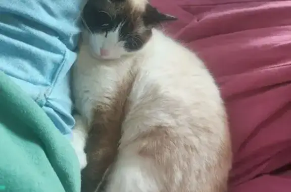 Chat perdu, Rue des Bruyères, Auxelles-Haut - yeux bleus, poil mi-long - photo