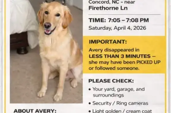 Lost female dog, Firethorne Lane, Concord, Arlington - light golden, cream coated - photo