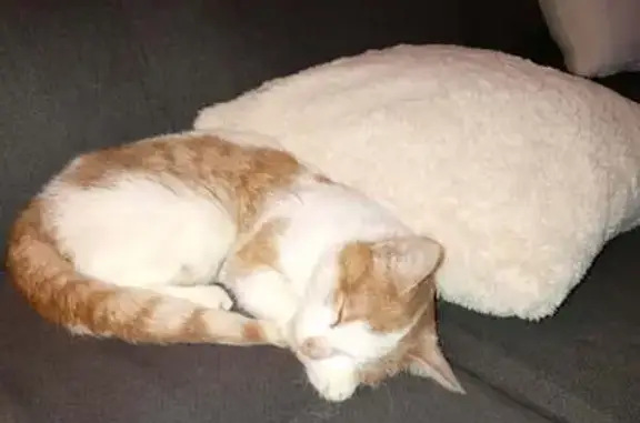 Chat perdu, Passage du Ramponneau, Lezennes - petit cœur roux - photo