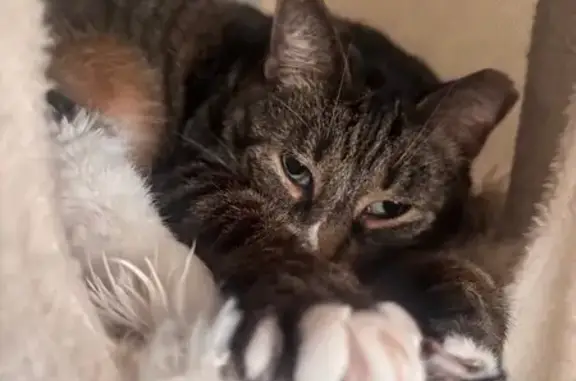 He has a clipped left ear very friendly