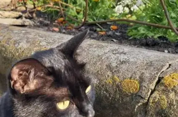 Animaux perdus Auch, photo: Chat perdu, Rue de Florence, Auch - très enceinte