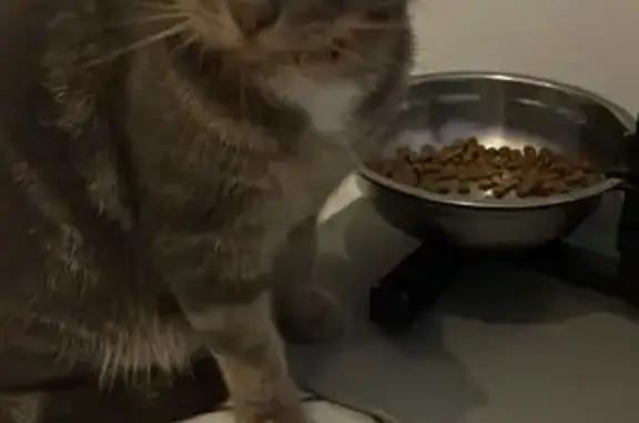 Animaux trouvés Verton, photo: Perdu chat mâle, Verton, Hauts-de-France - cicatrice au sommet du crâne