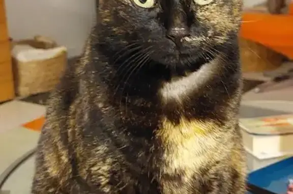 Chat perdu, Six-Fours-les-Plages, photo: Chat perdu, Rue de la Farandole, Six-Fours-les-Plages - femelle écaille de tortue