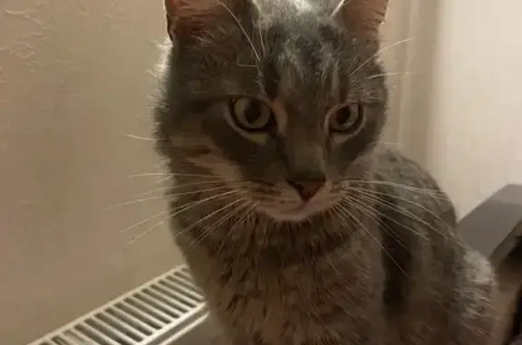 Сіра шерсть, спокійний, довірливий, лякливий. Кастрований. 4 роки