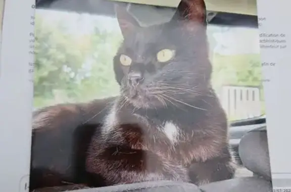Chat perdu, Riantec, photo: Perdu chat mâle, Allée des Tourterelles, Riantec - queue coupée