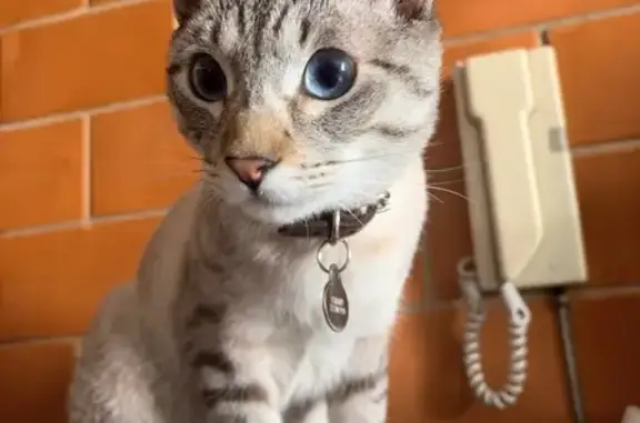 Búsqueda de mascotas, foto: Perdido gato masculino, Catarroja, 795A, Ciudad de México - atigrado con cola negra anillada