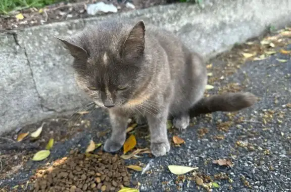 Animaux trouvés Toulouse, photo: Trouvé chat, Route de Labège, Toulouse - robe gris bleu
