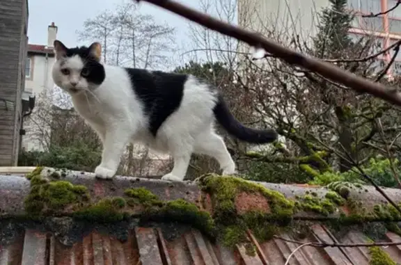 Chat perdu, Nancy, photo: Chat perdu, Rue Durival, Nancy - femelle noir et blanche