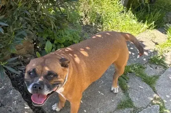 Animaux trouvés Paris, photo: Trouvé chien, Bédarrides, Provence-Alpes-Côte d'Azur - staffie roux
